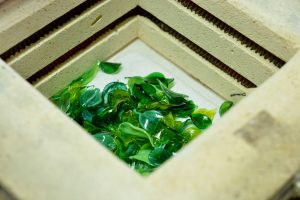 Cain Inc. Flameworked Leaves Anneal in Kiln