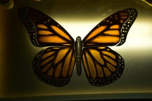 CainArtGlass_1344 Painted Glass Stained Glass Butterfly