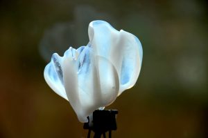 Magnolia Studies Wayne Cain Flameworked Petals